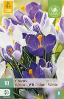 Crocus blauw / wit mix 10 bollen