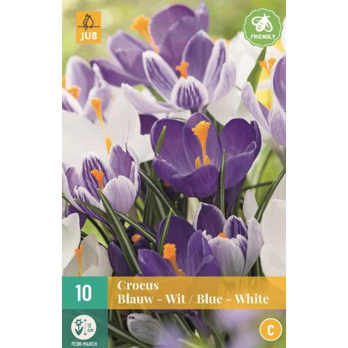 Crocus blauw / wit mix 10 bollen