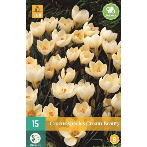 Crocus cream beauty 15 stuks - afbeelding 1