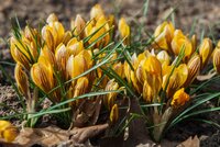 CROCUS FUSCOTINCTUS