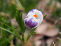 CROCUS PRINS CLAUS