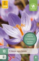 Crocus sativus 10 bollen