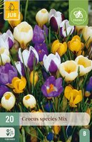 Crocus species mix 20 bollen