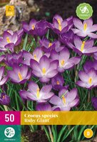 Crocus species ruby giant 50 bollen - afbeelding 1