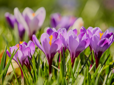 Crocussen
