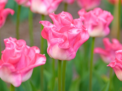 Crown tulpen