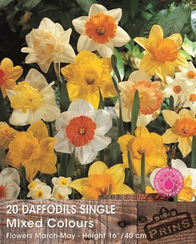 Prins narcis daffodils enkel mix 20 bollen