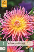 Dahlia Alfred grille