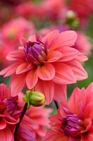 Dahlia american dawn - afbeelding 2