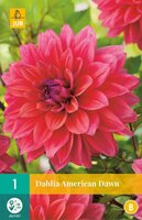 Dahlia american dawn - afbeelding 1