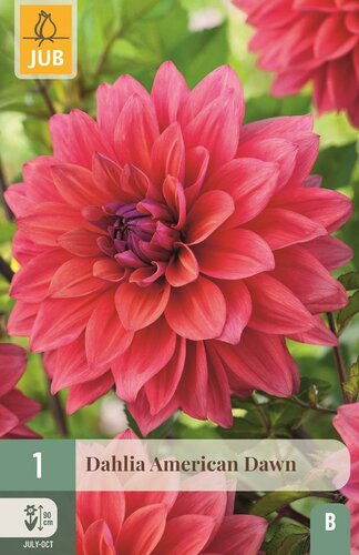Dahlia american dawn - afbeelding 1