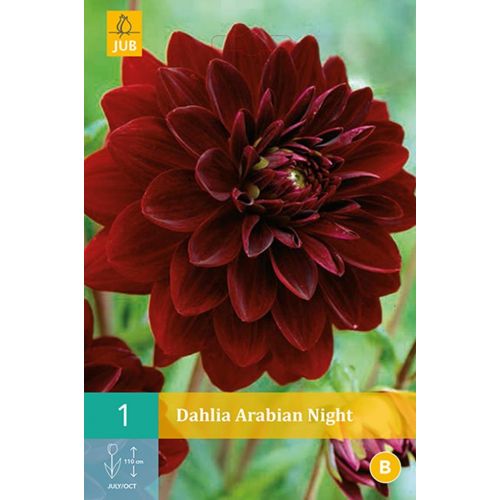 Dahlia Arabian night - afbeelding 1