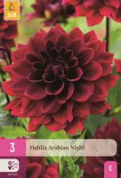 Dahlia arabian night 3 knollen - afbeelding 1
