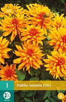 Dahlia autumn fairy - afbeelding 1