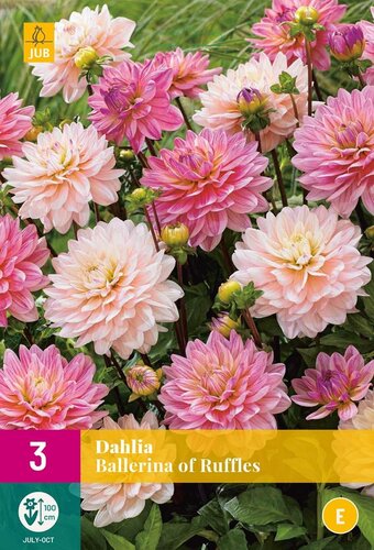 Dahlia ballerina of ruffles