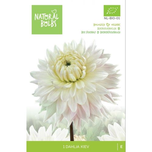 BIO Dahlia Kiev