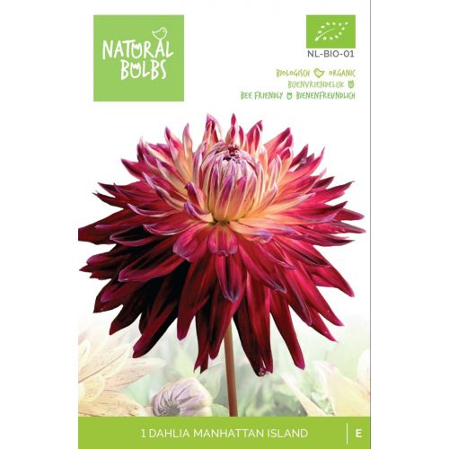 BIO Dahlia Manhattan island