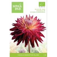 BIO Dahlia Manhattan island