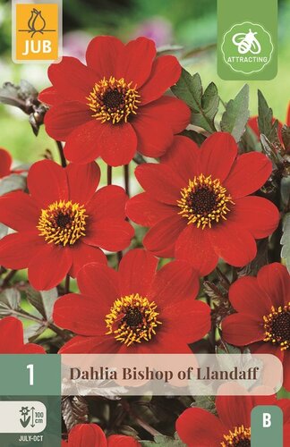 Dahlia Bishop of llandaff - afbeelding 1