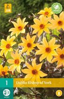 Dahlia Bishop of York - afbeelding 2