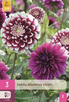 Dahlia blueberry fields