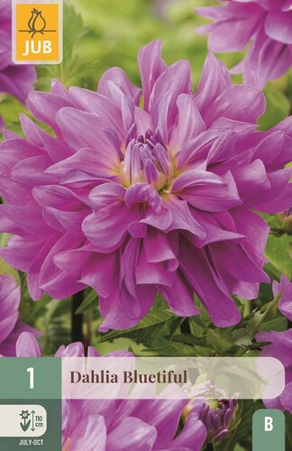 Dahlia bluetiful - afbeelding 1
