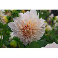 Dahlia cafe au lait - afbeelding 2