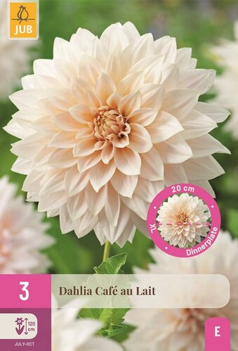Dahlia cafe au lait 3 knollen - afbeelding 1