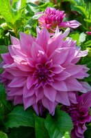 Dahlia cafe au lait rose - afbeelding 2