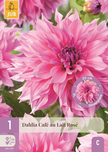 Dahlia cafe au lait rose - afbeelding 1