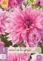 Dahlia cafe au lait rose