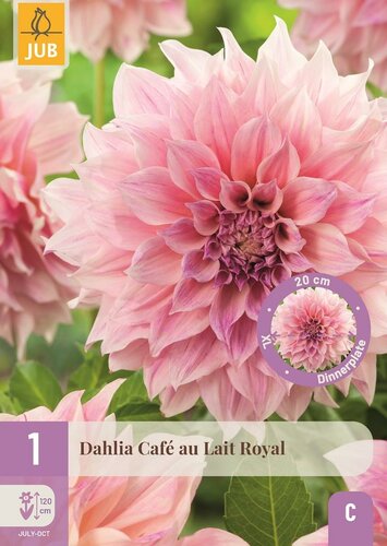 Dahlia cafe au lait royal - afbeelding 1