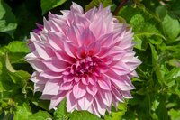 Dahlia cafe au lait royal - afbeelding 2
