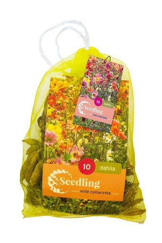 Dahlia seedling collarette mix 10 knollen