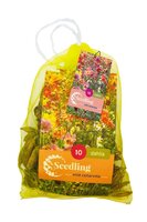 Dahlia seedling collarette mix 10 knollen