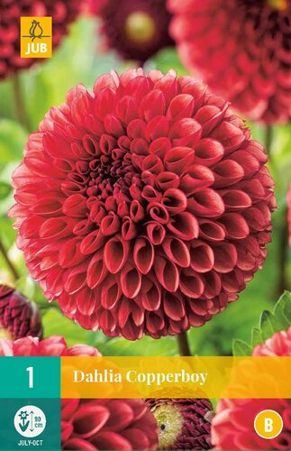 Dahlia Copper boy