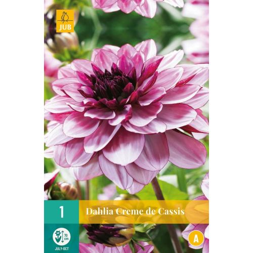 Dahlia creme de cassis - afbeelding 1