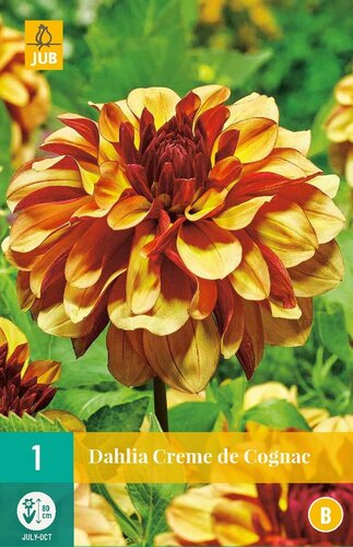 Dahlia Creme de cognac - afbeelding 1