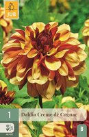 Dahlia Creme de cognac - afbeelding 1
