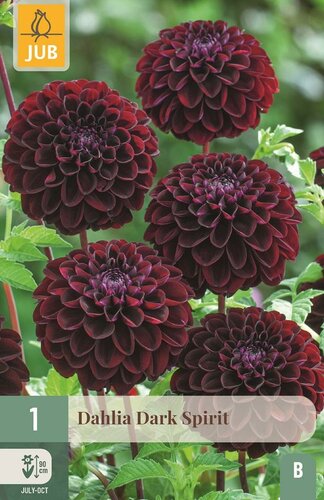 Dahlia dark spirit - afbeelding 1