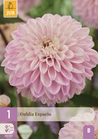 Dahlia espacio