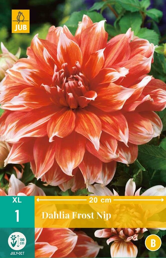 Dahlia Frost nip