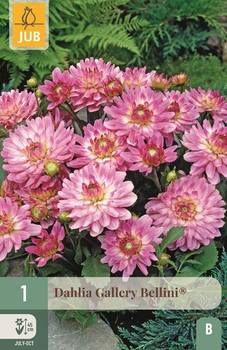 Dahlia gallery bellini - afbeelding 1