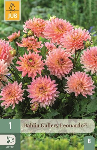 Dahlia gallery Leonardo - afbeelding 1