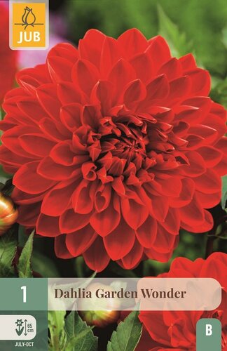 Dahlia Garden wonder - afbeelding 1
