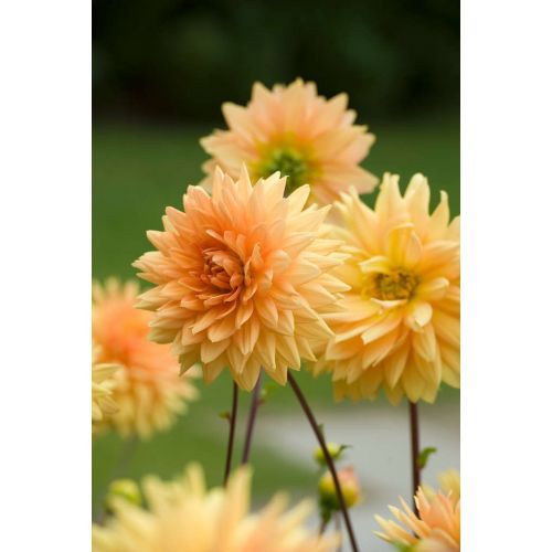 Dahlia glorie van Noordwijk - afbeelding 2