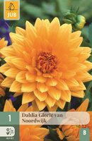 Dahlia glorie van Noordwijk - afbeelding 1
