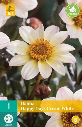 Dahlia happy days cream white