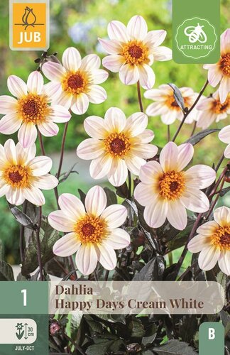 Dahlia happy days cream white