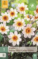 Dahlia happy days cream white